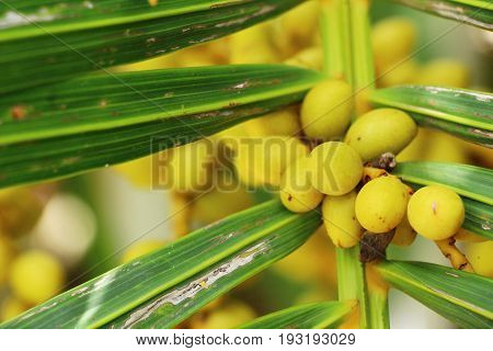 Betel parm on tree with the nature