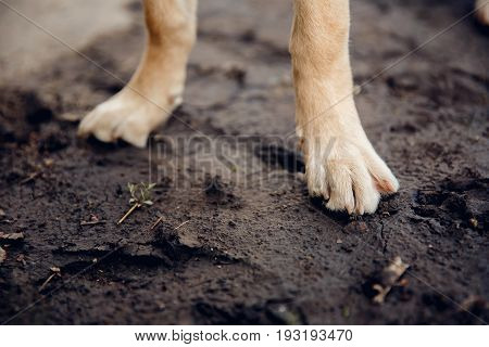 dog stands with paws in the dirt on the ground. The concept of spoiling the floor in the apartment.