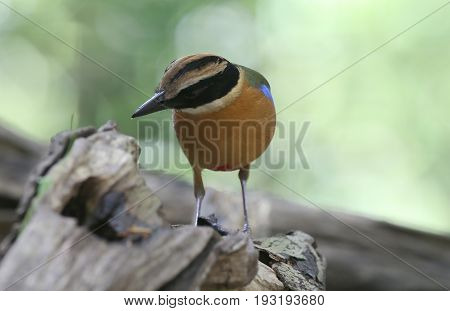 Bird of Thailand in nature Blue-winged Pitta (Pitta moluccensis)