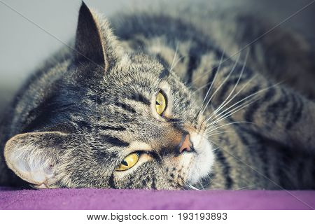 Close portrait of a female tabby cat lying. A very close portrait of a young tabby cat with yellow eyes. Lying on a purple surface. Brindle coat.