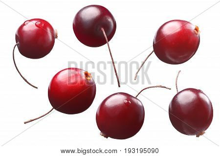 Single Stalked Cranberries, Shadowless, Paths