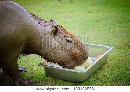 Capybara