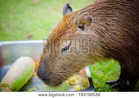 Capybara Hydrochoerus hydrochaeris Widlife from South America.