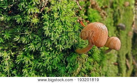 Tiny mushrooms growing on the surface of the mountain and moss