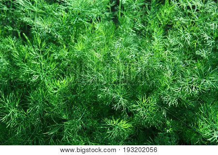 green fennel which is growing up on a bed for useful food
