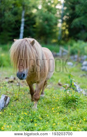 A little shetland pony walking on green grass
