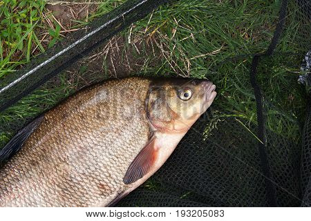 Single Freshwater Fish Common Bream On Black Fishing Net..
