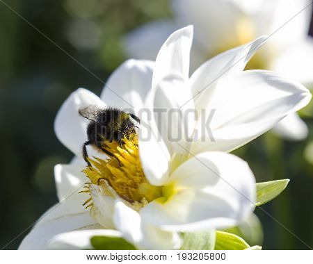 Bumblebee on white flower collects nectar, macrolife