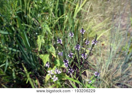 Hoary vervain (Verbena stricta) blooms beside a small lake in Joliet, Illinois during July.