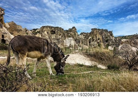 Donkey in the mountains, Cappadocia, Anatolia, Turkey