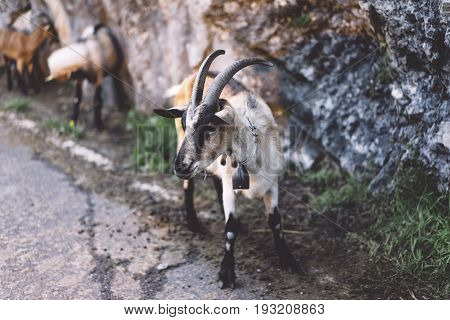Goat red a brown color look in a chamber on background landscape аlpine mountain in nature country flock wool kid animal villag farmland close up