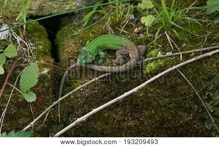 Beautiful green Lizard Reptile lizard green lizard. Young male green lizard (lacerta bilineata) in the mountains.