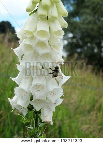 white wild foxglove in nature with bee pollinating flower