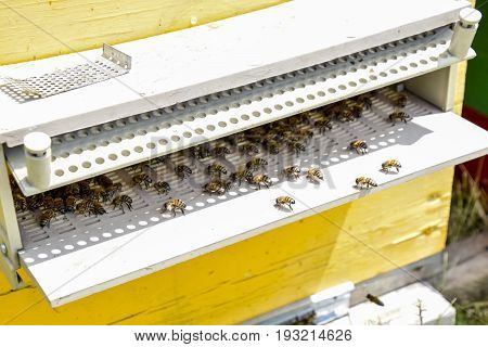 Bees Fly At The Entrance To The Hive. Tray Of The Hive. Hole Entrance To The Hive.
