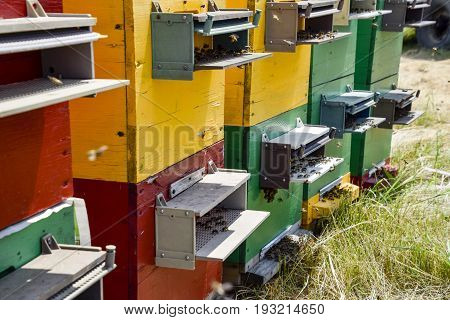 Beehive Beehives In The Apiary. Growing Bees To Get Honey. Bee Houses