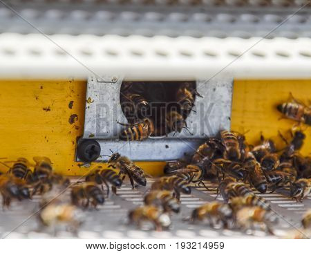 Bees Fly At The Entrance To The Hive. Tray Of The Hive. Hole Entrance To The Hive.