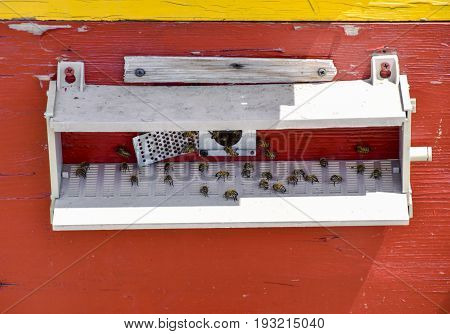 Bees Fly At The Entrance To The Hive. Tray Of The Hive. Hole Entrance To The Hive.