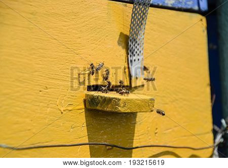 Bees Fly At The Entrance To The Hive. Tray Of The Hive. Hole Entrance To The Hive.