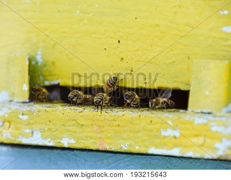 Bees Fly At The Entrance To The Hive. Tray Of The Hive. Hole Entrance To The Hive.