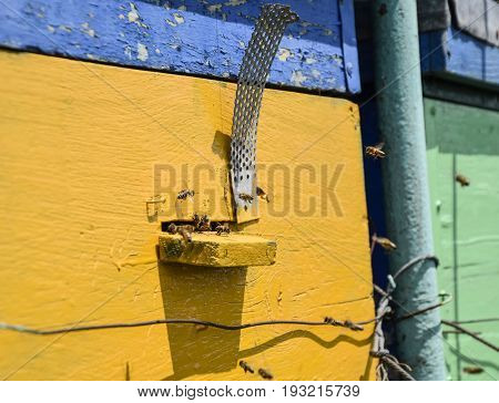 Bees Fly At The Entrance To The Hive. Tray Of The Hive. Hole Entrance To The Hive.