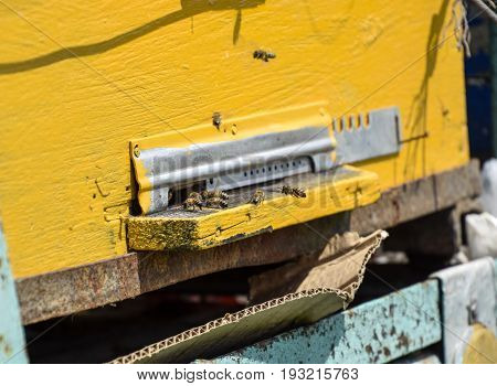 Bees Fly At The Entrance To The Hive. Tray Of The Hive. Hole Entrance To The Hive.