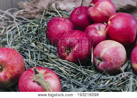 Few red fresh ripe apples on a background of green dry grass fruit on rustic grass useful natural food on wood planks diet breakfast close up