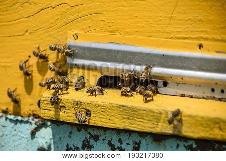 Bees Fly At The Entrance To The Hive. Tray Of The Hive. Hole Entrance To The Hive.