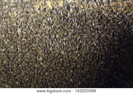 Many piles of a thousand bees dense layer on the frame with honeycombs and honey in a hive