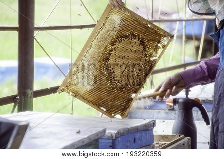 Master beekeeper holding in hands Bee honeycombs of wax in a wooden frame of a beehive full of tasty yellow May honey flower sealed with wax
