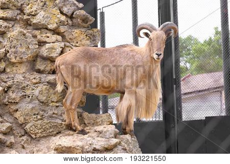 Barbary wild sheep in zoological garden