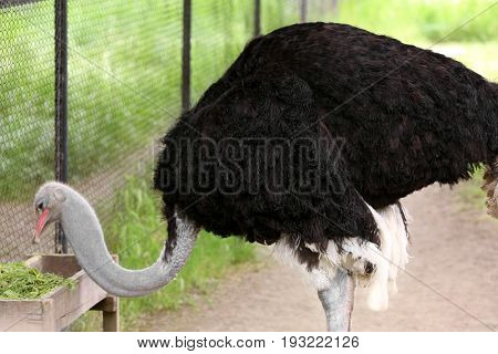 African ostrich eating grass in zoological garden