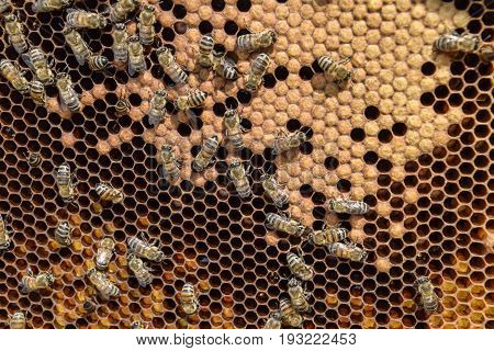 Honey Bees On The Home Apiary
