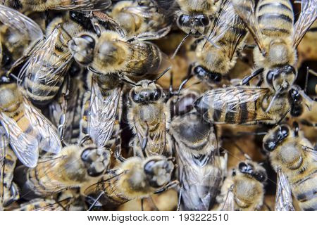 Macro Photograph Of Bees. Dance Of The Honey Bee. Bees In A Bee Hive On Honeycombs.