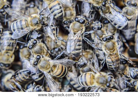 Macro Photograph Of Bees. Dance Of The Honey Bee. Bees In A Bee Hive On Honeycombs.