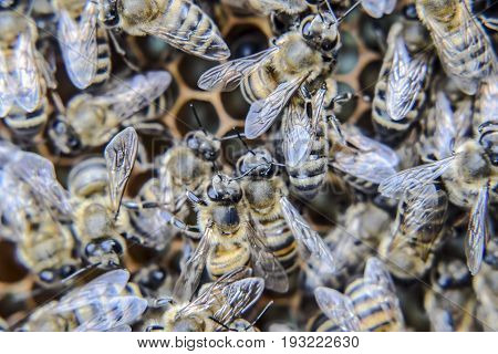 Macro Photograph Of Bees. Dance Of The Honey Bee. Bees In A Bee Hive On Honeycombs.