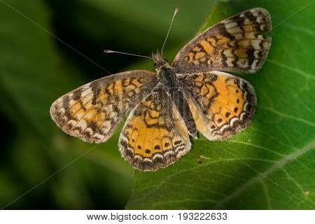 A Pearl Crescent butterfly perched on a leaf.