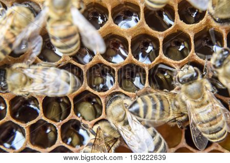 Macro Photograph Of Bees. Dance Of The Honey Bee. Bees In A Bee Hive On Honeycombs.