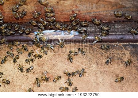 A Beehive, A View From The Inside. The Bee-hut. Honey Bee. Entrance To The Hive.
