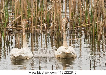 A pair of Trumpeter Swans with their cygnets at Horicon Marsh in Wisconsin.