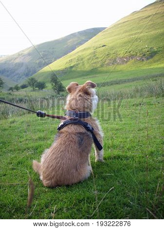 Dog Looking At Hill