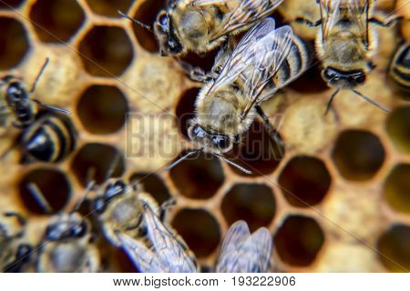 Macro Photograph Of Bees. Dance Of The Honey Bee. Bees In A Bee Hive On Honeycombs.