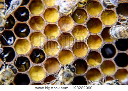 Macro Photograph Of Bees. Dance Of The Honey Bee. Bees In A Bee Hive On Honeycombs.
