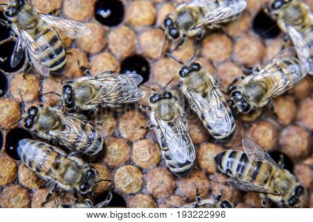 Macro Photograph Of Bees. Dance Of The Honey Bee. Bees In A Bee Hive On Honeycombs.