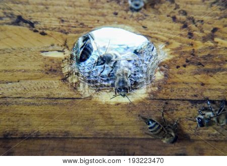 A Beehive, A View From The Inside. The Bee-hut. Honey Bee. Entrance To The Hive.