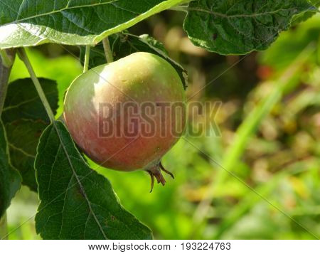 Young green-red apple on a branch with leaves