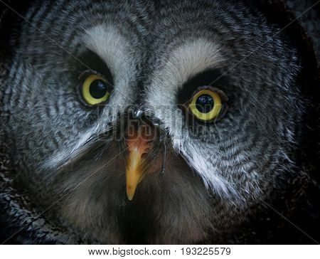 Close up of a great grey owl's beautiful yellow eyes and orange beak with a vignette.