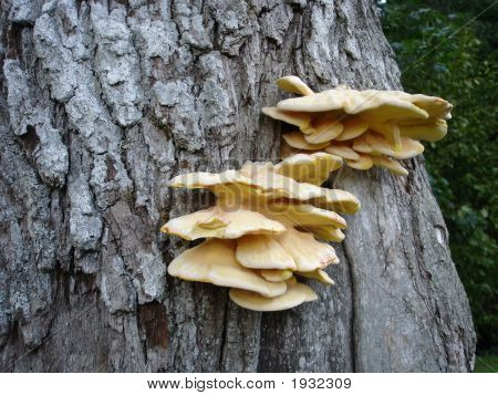 Pilze