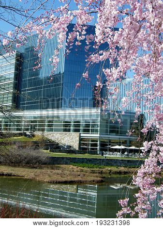 Pink Cherry Blossoms in Tysons Corner near Washington DC USA