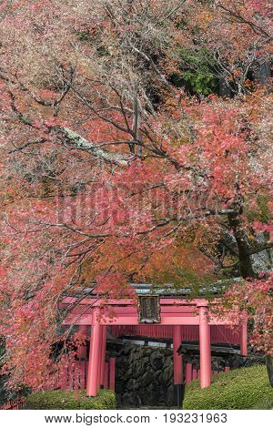 KYOTO JAPAN -NOV 22 2015: Yoshimine-dera temple in autumn. Yoshiminedera is a temple of the Tendai sect of Japanese Buddhism located in Kyoto