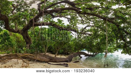 Large poison fish tree ( Barringtonia asiatica ) along the shore of the Koh Surin island, Thailand